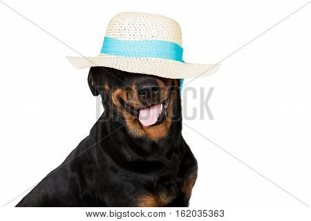 Happy Dog Wearing A Floppy Hat Isolated On White Background