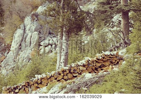 A lot of firewood stacked and ready for use.