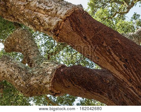 Stripped trees that are used for making cork in Portugal