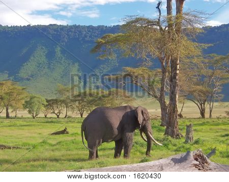 Wild Elephant With Tropical Mountains Behind In The African Savanna, Ngorongoro Park, Tanzania