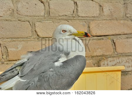 A close up of the seagull (Larus crassirostris).