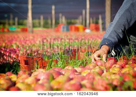 Worker Picking Apples