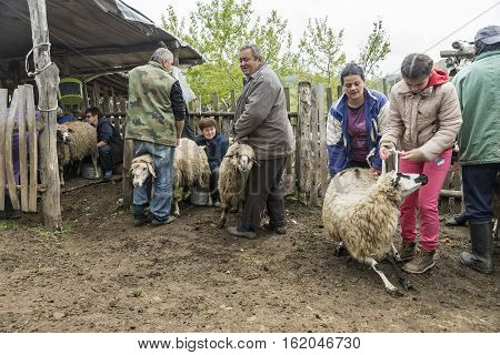 Brezovica Serbia - May 12 2016: Milking sheep in Brezovica on the mountain household