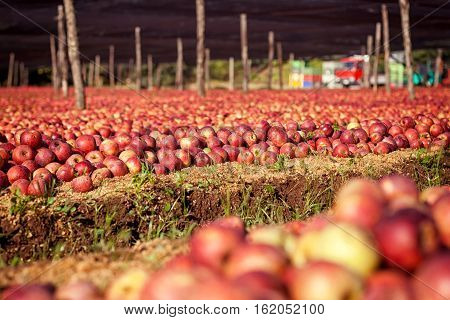 Italian Typical Apples