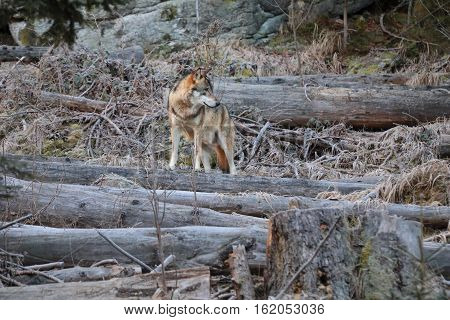 European wolf Europaeischer Wolf Canis lupus wolf CZECH REPUBLIC. European wolf in the wild in the forests of Sumava