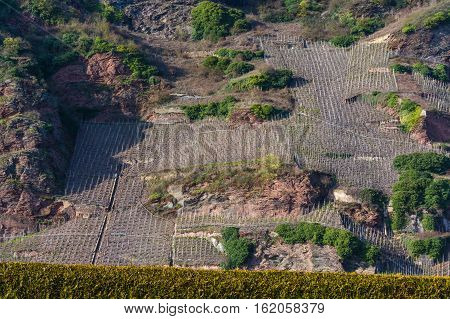 View of vineyards in beautiful Moselle valley in Germany