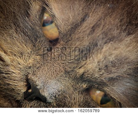 Muzzle of a gray Persian cat closeup