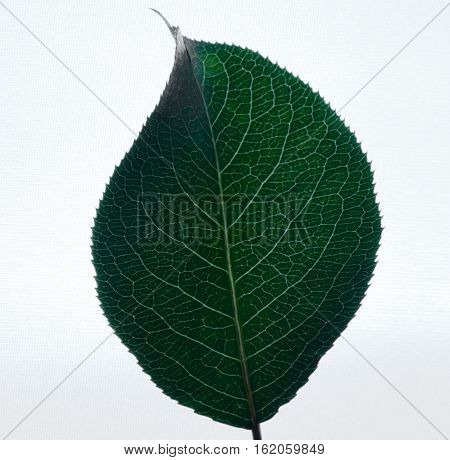 One leaf of apple on pure white background