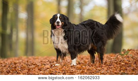 Berner Sennenhund Dog