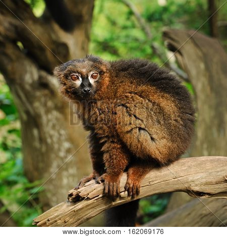 Portrait of adult male red-bellied lemur siting on the tree