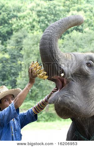 CHAING MAI, Thailandia - 29 luglio: Giovane elefante durante show per il turista nella scuola l'elefante Carava