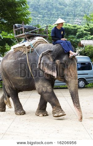 CHAING MAI, Thailandia - 29 luglio: Giovane elefante durante show per il turista nella scuola l'elefante Carava