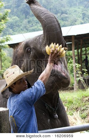 CHAING MAI, Thailandia - 29 luglio: Giovane elefante durante show per il turista nella scuola l'elefante Carava