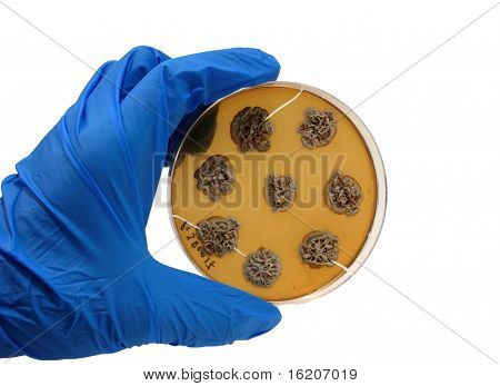 Mikrobiologie