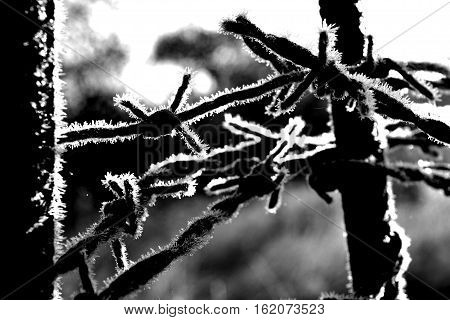 dangerous and barbed wire in silver frost glows in the sun and prevents passage