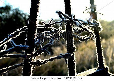 dangerous and barbed wire in silver frost glows in the sun and prevents passage