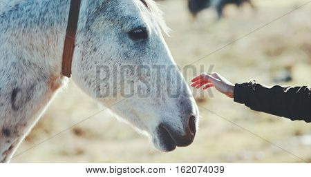 Woman hand petting white horse head Lifestyle animal and people friendship Travel concept