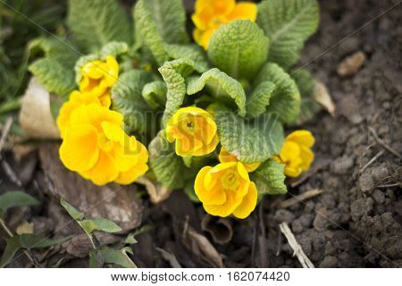 Young Undersized Flowers Primrose Yellow, Purple