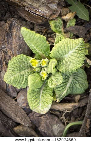 Young Undersized Flowers Primrose Yellow, Purple