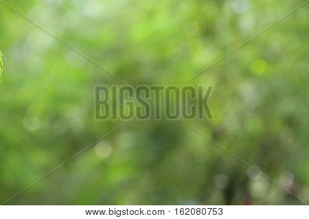blurry green backgroundSoft blurry photographed bokeh background of greens and yellows from nature.