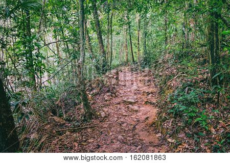 Walking trail in Thai dark tropical forest Mu Koh Chang National Park, Chang island, Thailand. Path to the Khlong Phlu waterfall. Natural background. Soft Focus.