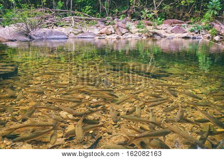 Shoal of tropical fishes near the water surface natural pond of Mu Koh Chang National Park, Chang island, Thailand. Path to the Khlong Phlu waterfall. Natural background. Soft Focus.