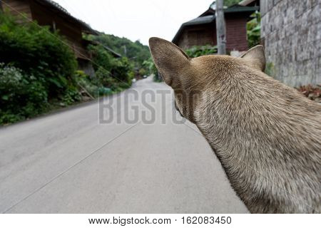 The lonely Dog waiting someone on street