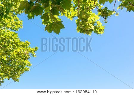 Close-up of tree leaves backlit on blue sky background.