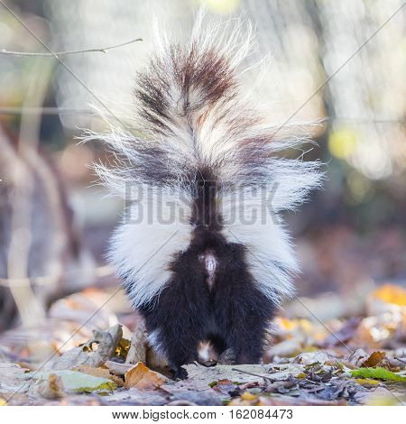 Skunk (mephitis Mephitis) In Winter