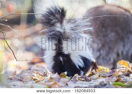 Skunk (mephitis Mephitis) In Winter