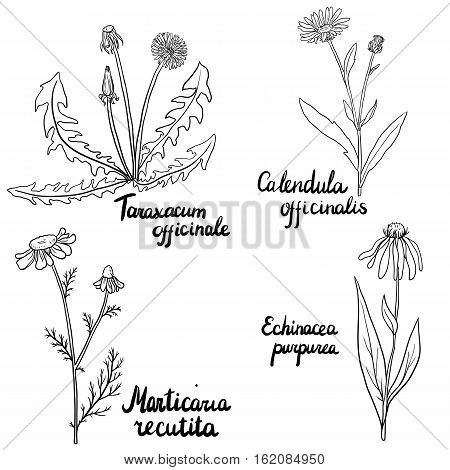 vector set of hand drawn medical herbs, dandelion palnt, Echinacea, chamomile and calendula flowers, isolated floral elements