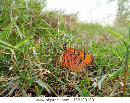 Plain Tiger Butterfly(Danaus chrysippus), Butterfly on the cosmos flower