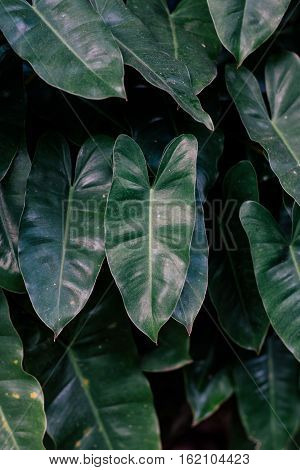 Low key lighting Nature background, green leaves in natural light and shadow