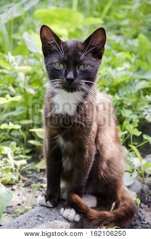 Black and white cat with green eyes