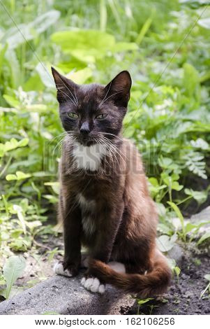 Black and white cat with green eyes