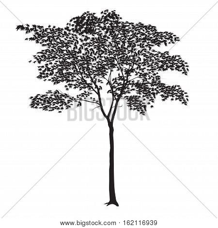 Maple Silhouette With Leaves