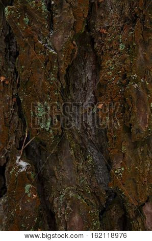 Tree bark texture. Close up macro view of brown pine tree crust with green and orange lichen on it