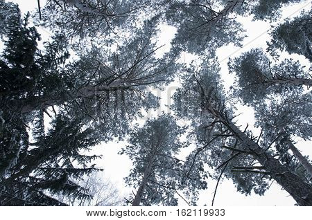 Minimalistic monochrome landscape in scandinavian style. looking up through a leafless snow covered tangle of Pine branches on a winter day