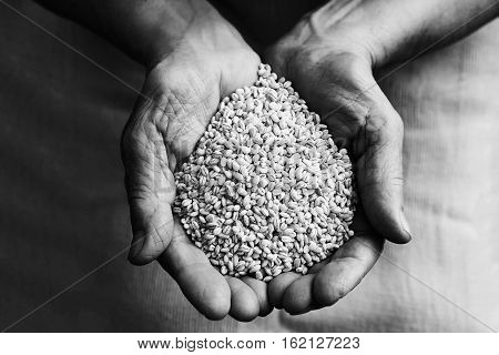 The cereal chaff in the hands on a background