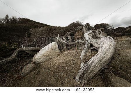 The dead wood at Torndirrup National Park.Albany Western Australia.vintage toning filter add .