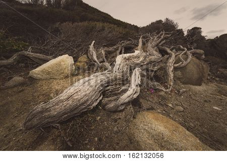 The dead wood at Torndirrup National Park.Albany Western Australia.vintage toning filter add .
