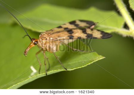 Scorpion-fly