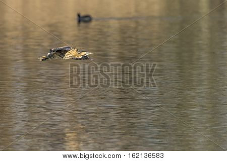 Common Bittern (botaurs Stellaris)