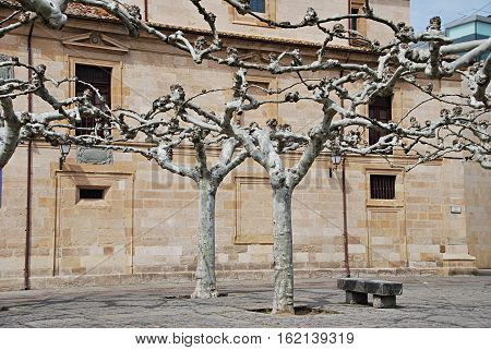 Interlocking trees.Romanesque building in the background. Zamora. Spain