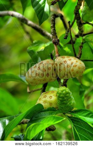 Wild Noni Fruit on the tree branch Borneo rainforest