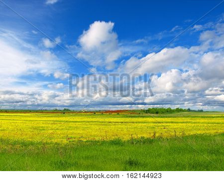 field of rapeseed with beautiful cloud - plant for green energy