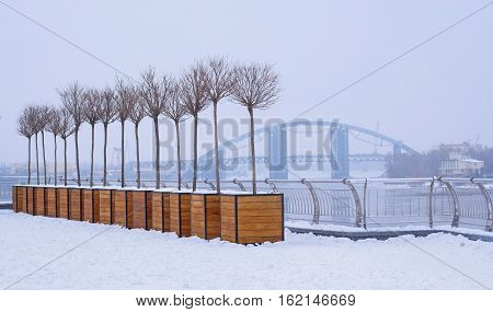 Row of young trees wintering in wooden flower pots at Poshtova Square in Kiev Ukraine. Podilsko-Voskresensky bridge is on the background.