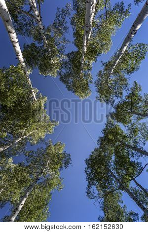 Green quaking aspen trees photographed against a blue sky. Photographed in the Manti-Lasal National Forest in Utah.