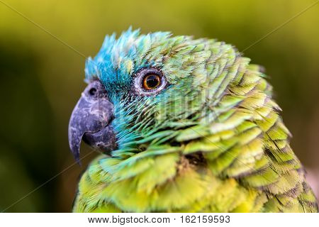 The blue-fronted amazon, also called the turquoise-fronted amazon and blue-fronted parrot, is a South American species of amazon and one of the most common parrots kept in captivity as a pet.
