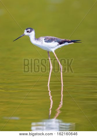 The black-necked stilt is a locally abundant shorebird of American wetlands and coastlines. It is found from the coastal areas of California through much of the interior western United States.